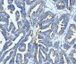 Anti-ICAM1 Antibody Picoband™ (monoclonal, 6F2C3)